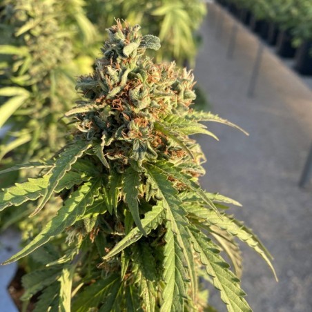 CBD-Victory Auto