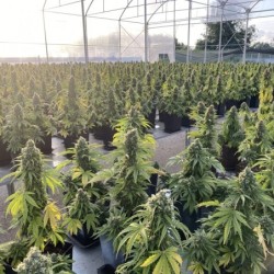 CBD-Victory Auto
