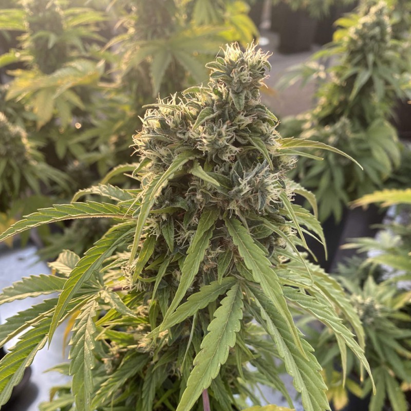CBD-Victory Auto