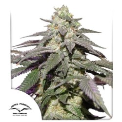 Skywalker Haze Auto