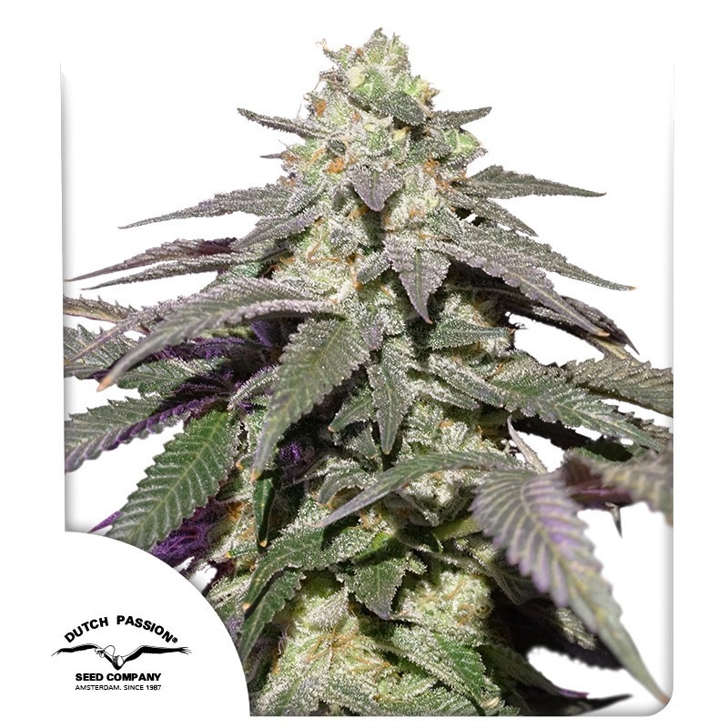 Skywalker Haze Auto