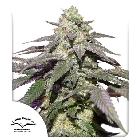 Skywalker Haze Auto