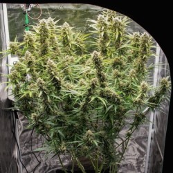 Skywalker Haze Auto