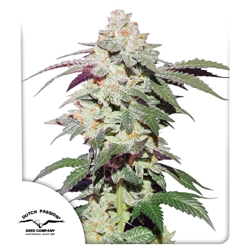 Skywalker Haze