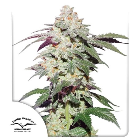 Skywalker Haze