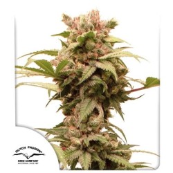 CBG-Force Auto