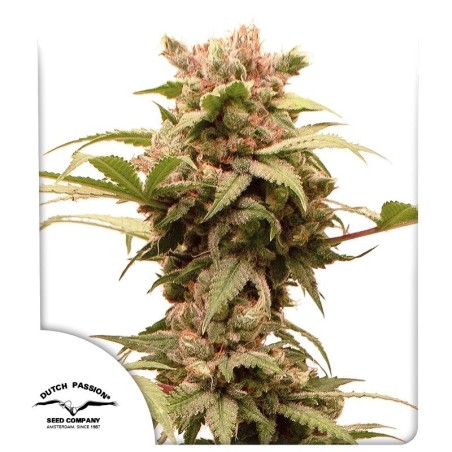 CBG-Force Auto
