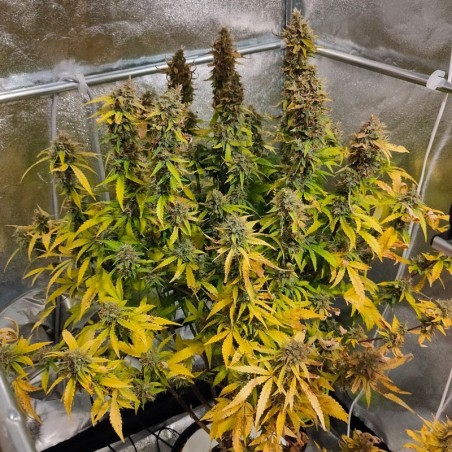 CBG-Force Auto