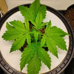 CBG-Force Auto