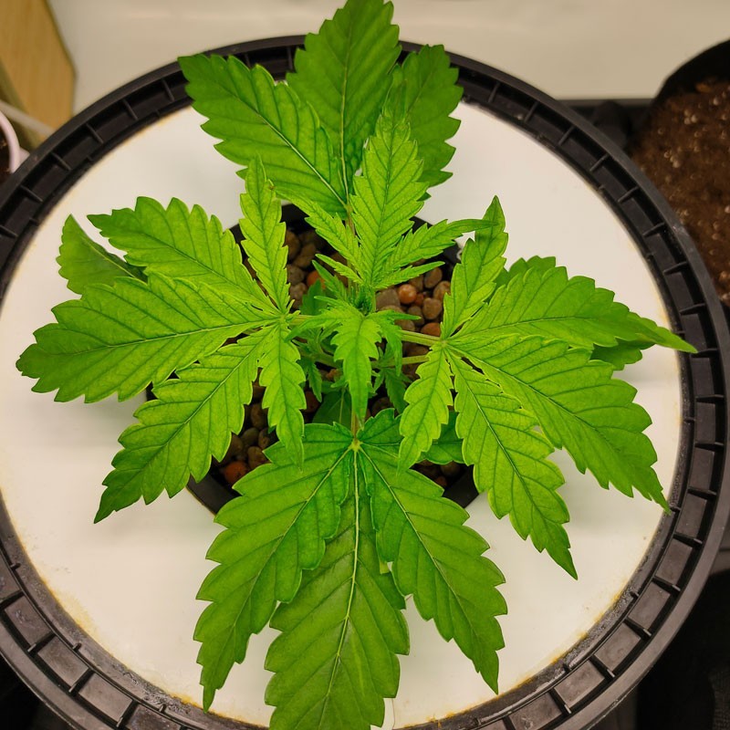 CBG-Force Auto