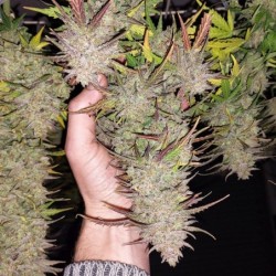 Kerosene Krash Auto