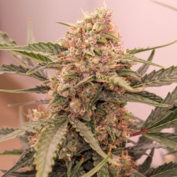 Kerosene Krash Auto