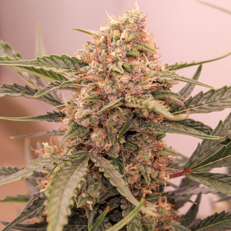 Kerosene Krash Auto