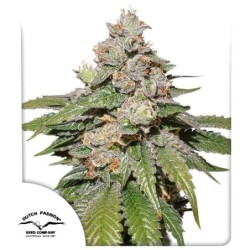 Mokum's Tulip Auto
