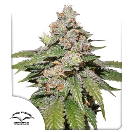 Mokum's Tulip Auto