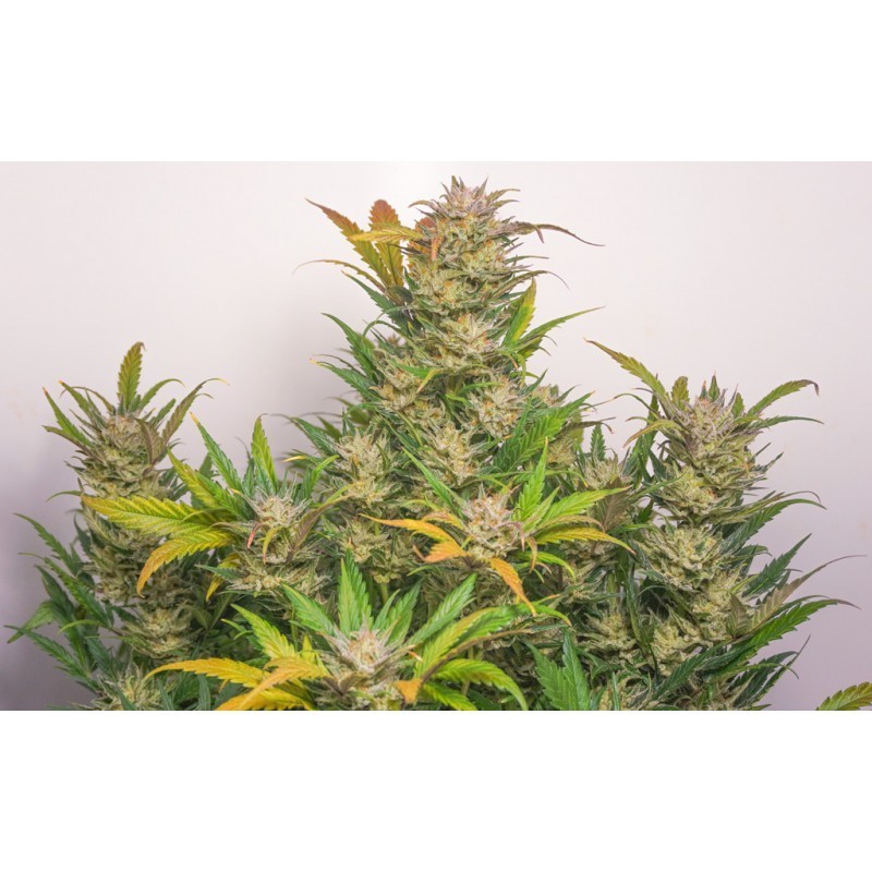 Mokum's Tulip Auto