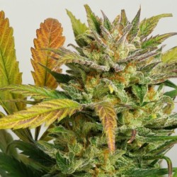 Mokum's Tulip Auto