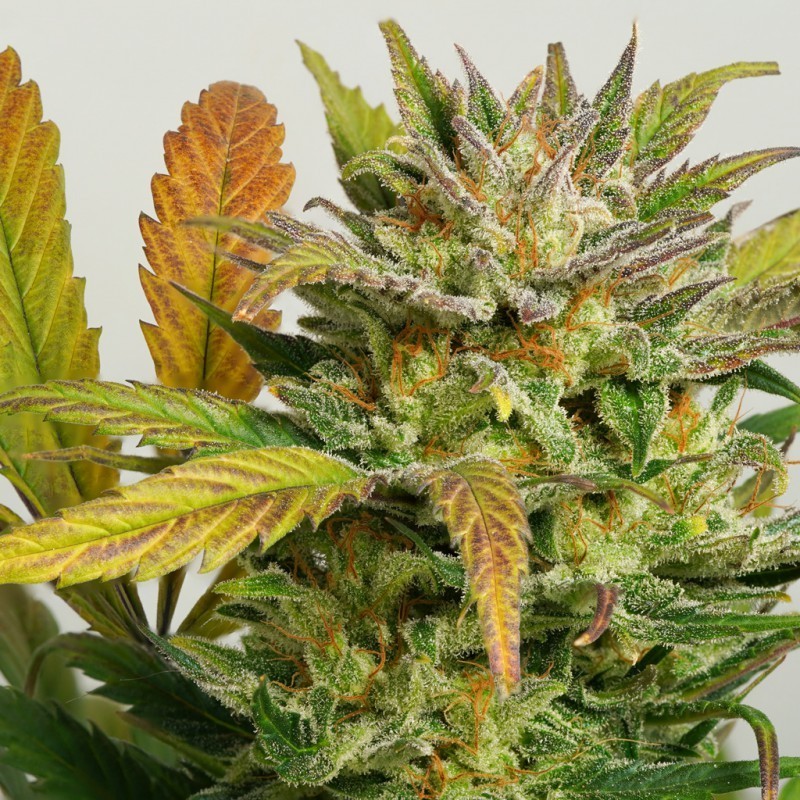 Mokum's Tulip Auto