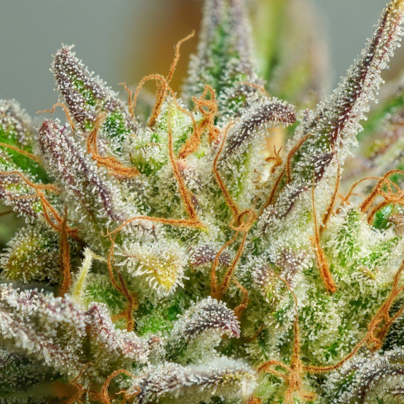 Mokum's Tulip Auto