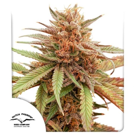 Durban Dew