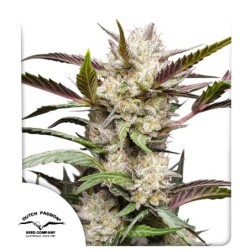 Mimosa Punch Auto
