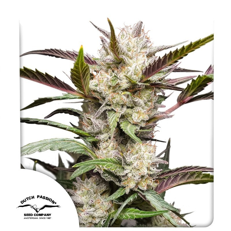 Mimosa Punch Auto