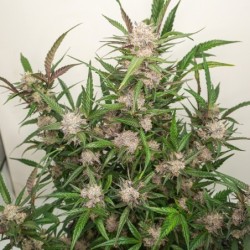 Mimosa Punch Auto