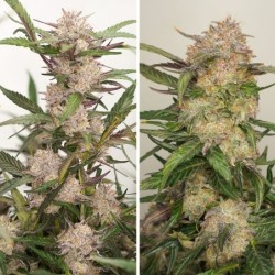 Mimosa Punch Auto