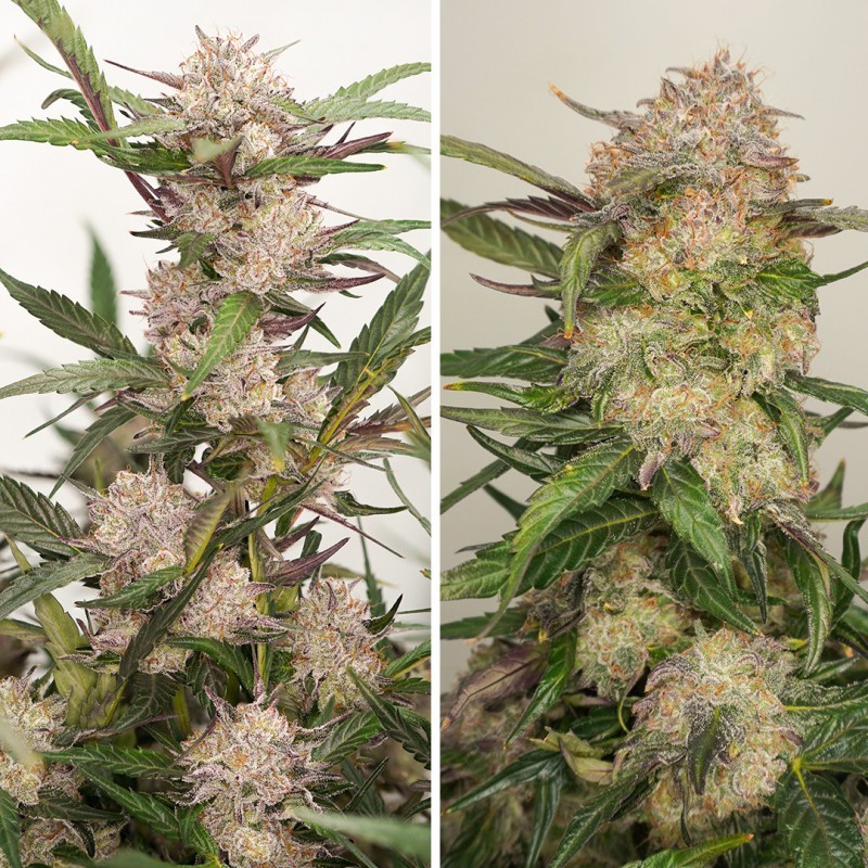 Mimosa Punch Auto