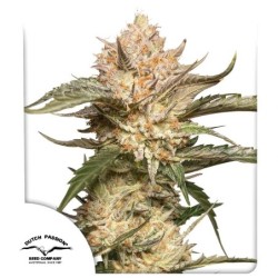 Trichome & Cream Auto