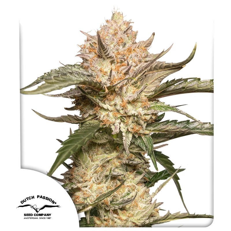 Trichome & Cream Auto