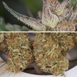 Trichome & Cream Auto