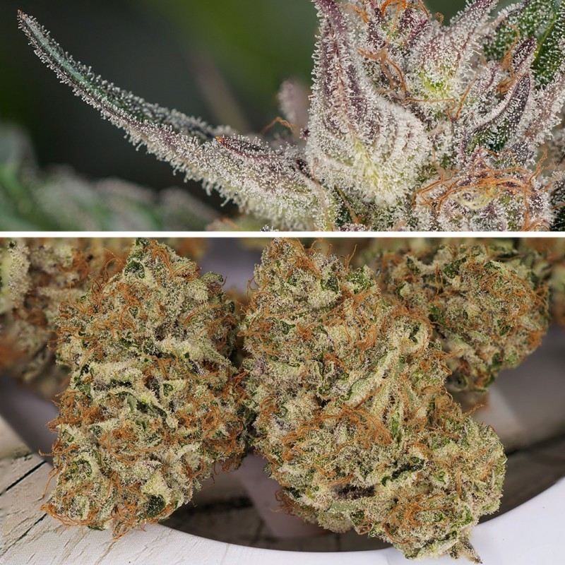 Trichome & Cream Auto