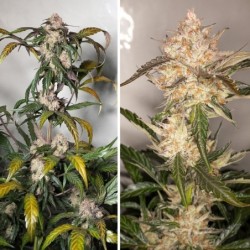 Trichome & Cream Auto
