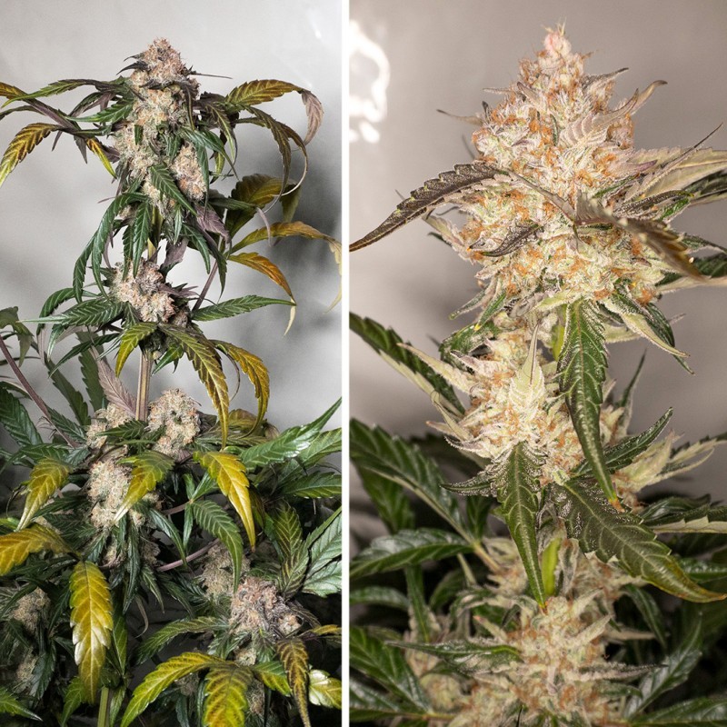 Trichome & Cream Auto