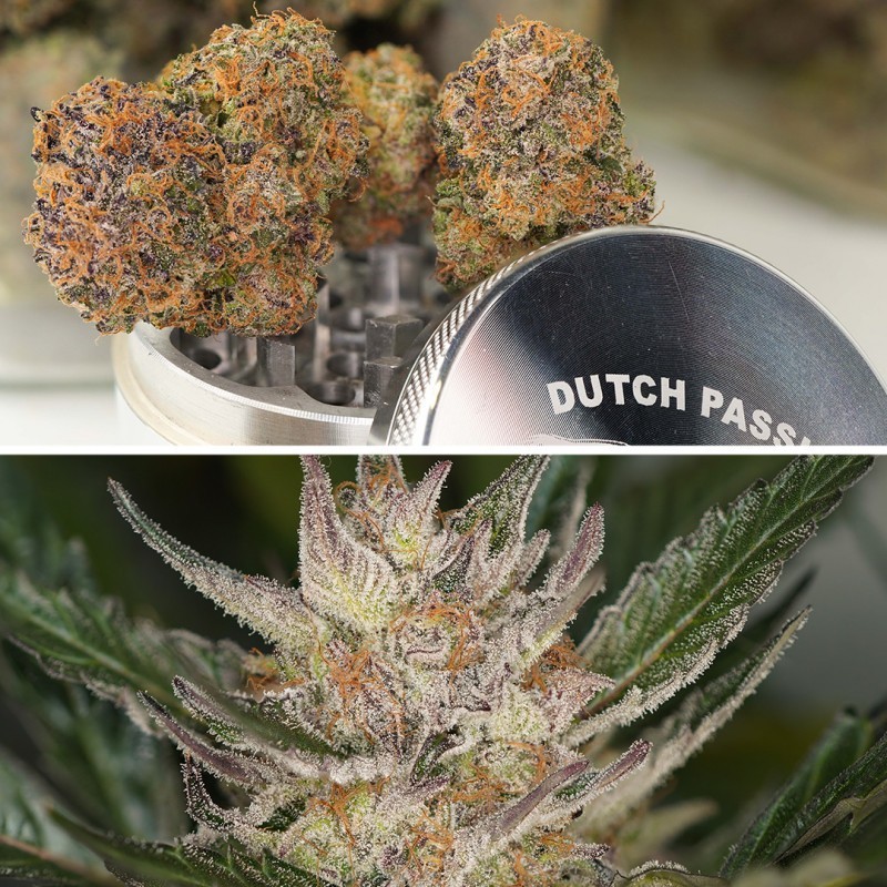 Trichome & Cream Auto