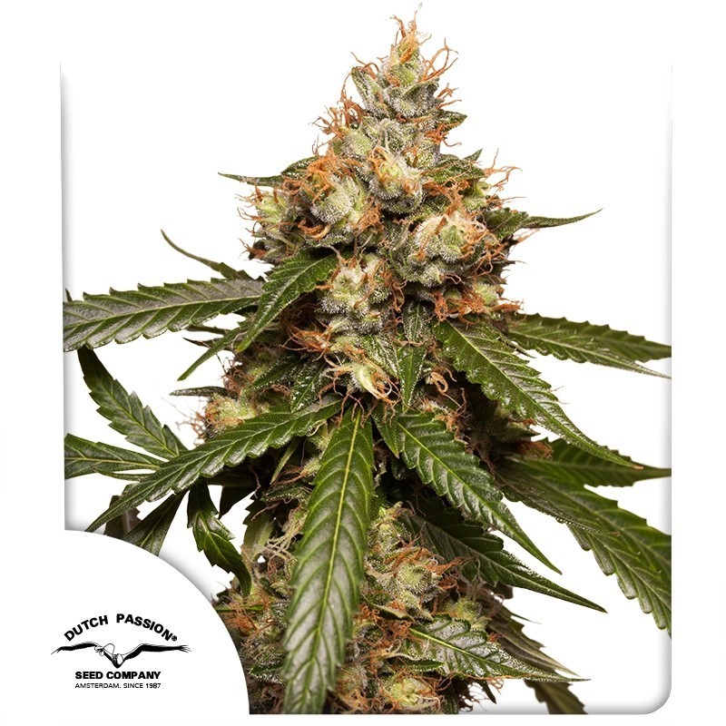 THC-Victory Auto