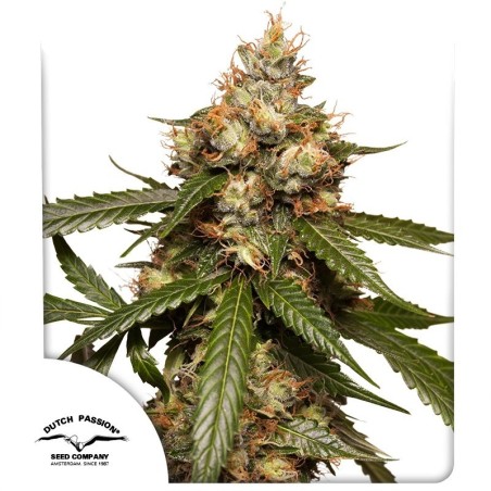 THC-Victory Auto