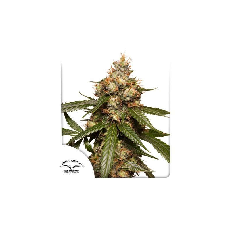 THC-Victory Auto