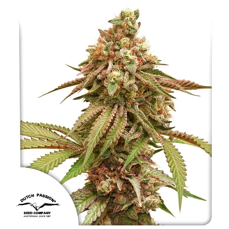 Tropical Tangie