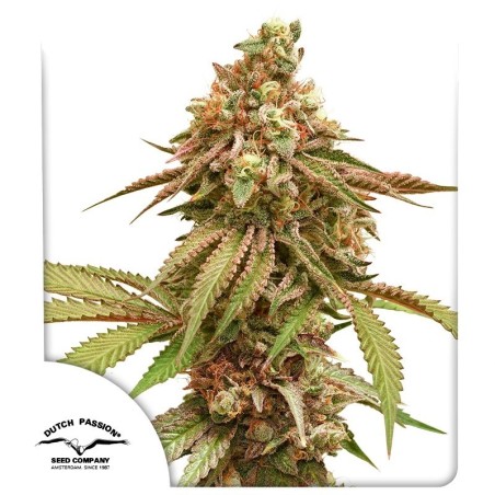Tropical Tangie