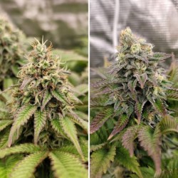 Tropical Tangie