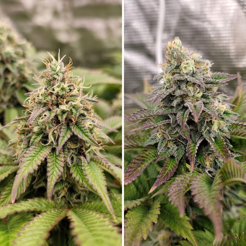 Tropical Tangie