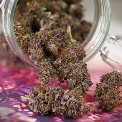 Forbidden Cherry Auto