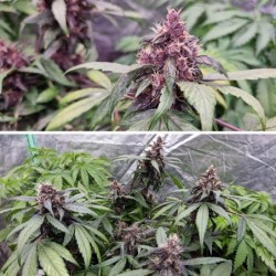 Forbidden Cherry Auto