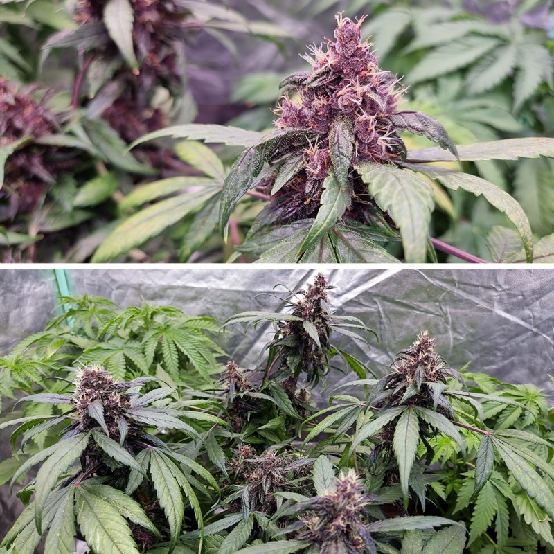 Forbidden Cherry Auto