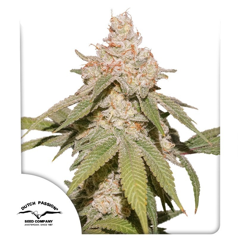 SFV OG Auto