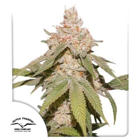 SFV OG Auto