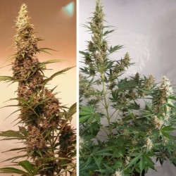 SFV OG Auto