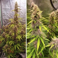 SFV OG Auto